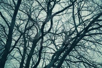 Bare trees over cloudy sky. Monochrome natural background photo with green vintage tonal correction filter effect