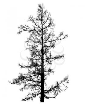 Leafless larch tree silhouette isolated on white background. Stylized photo 