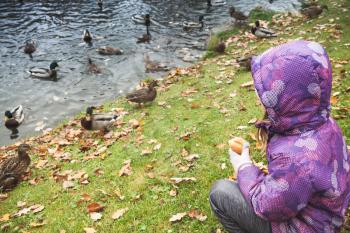 Little girl on grass feeds ducks in autumn park