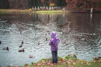 Little girl stands on the coast and feeds ducks in autumn park