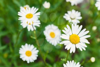 Chamomile flowers, summer background photo with soft selective focus