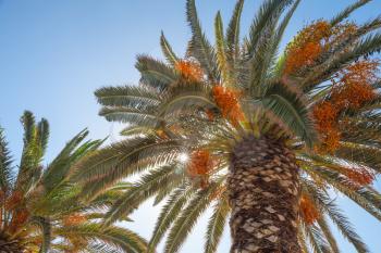 Date palm trees with edible sweet fruits under blue sky