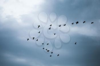 Flock of Great Black Cormorants flying in cloudy sky