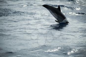 Common Dolphin jumping  in Atlantic Ocean near Madeira Island, Portugal