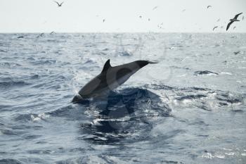 Common Dolphin swims in Atlantic Ocean near Madeira Island, Portugal