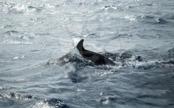 Common Dolphins back, Atlantic Ocean near Madeira Island, Portugal