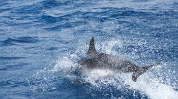 Jumping Common Dolphins tail, Atlantic Ocean near Madeira Island, Portugal