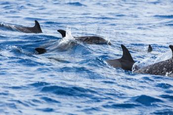Flock of Common Dolphins swimming in Atlantic Ocean near Madeira Island, Portugal