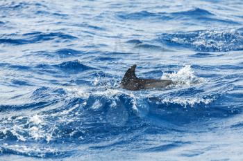 Common Dolphin swimming in Atlantic Ocean near Madeira Island, Portugal