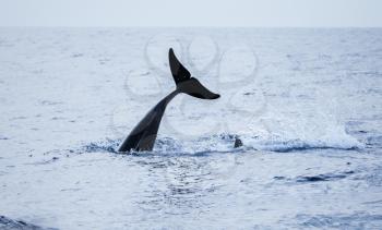 Tail of Common Dolphin. Atlantic Ocean near Madeira Island, Portugal
