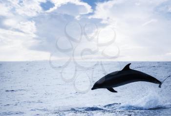 Common Dolphin jumping off, Atlantic Ocean near Madeira Island, Portugal