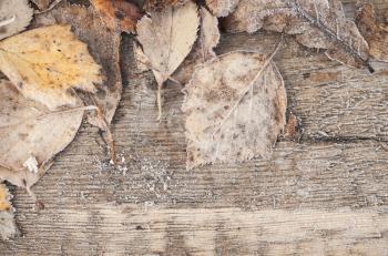 Fallen autumn leaves with hoarfrost lay on wooden desk, Early frosts background photo texture