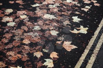 Urban street pavement with yellow dividing line and fallen sycamore leaves imprinted in black asphalt, background photo texture 