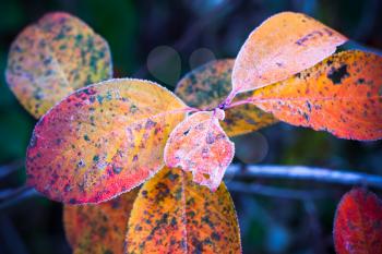 Colorful autumnal leaves covered with frost in October forest, toned macro photo with selective focus