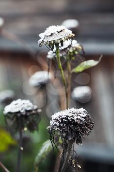 Dry flowers with frost are in autumn garden. Closeup vertical photo with selective focus