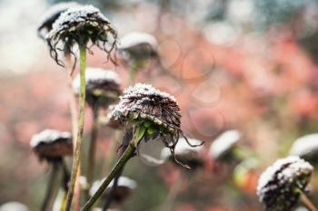 Dry flowers with frost are in autumn garden. Closeup photo with selective focus