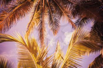 Palm tree leaves background. Vintage style. Photo with retro style purple toned filter effect
