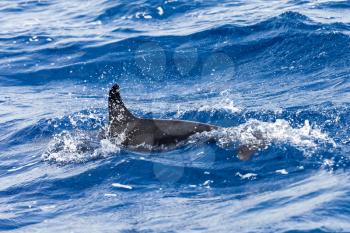 Fin of common dolphin jumping in Atlantic Ocean near Madeira Island, Portugal