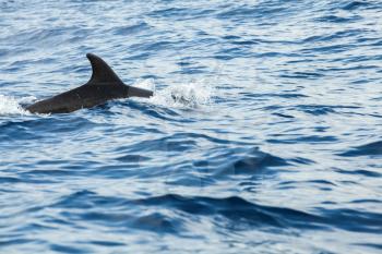 Fin of dolphin swimming in Atlantic Ocean near Madeira Island, Portugal