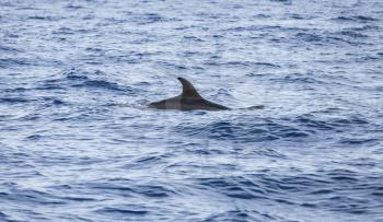 Back of common Dolphin swimming in Atlantic Ocean near Madeira Island, Portugal