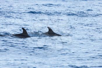 Common Dolphins swimming in Atlantic Ocean near Madeira Island, Portugal