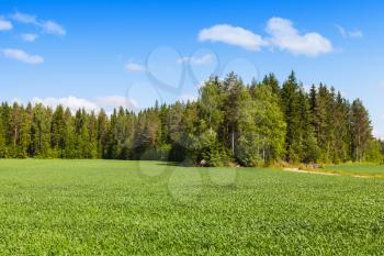 Rural summer European landscape, green field and forest under blue sky with clouds