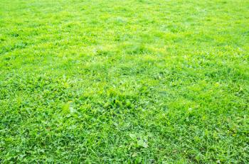 Green grass of park lawn, natural background photo texture