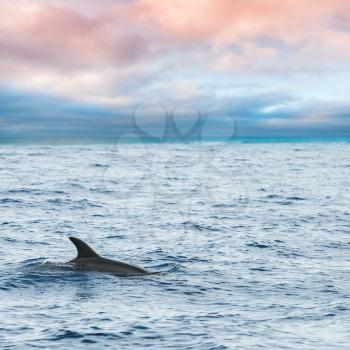 Fin of Common Dolphin swimming in Atlantic Ocean near Madeira Island is cloudy day, Portugal. Square photo