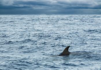 Fin of Common Dolphin swimming in Atlantic Ocean near Madeira Island is cloudy day, Portugal