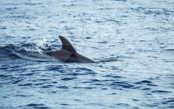 Fin of dolphin swimming in Atlantic Ocean near Madeira, Portugal