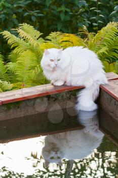 White Angora cat sits on the edge of the pool and wets tail