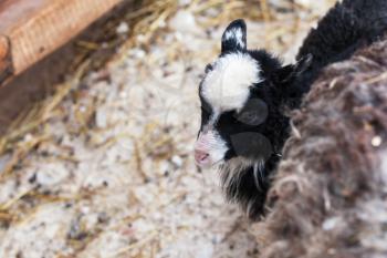 Little lamb portrait on winter farm, Russia