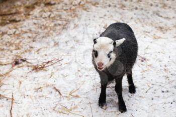 Little lamb on winter farm in Russia