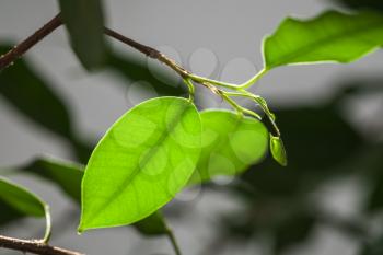 Fresh bright green leaves, close up photo with selective focus