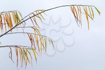 Willow branches with colorful leaves over cloudy blue sky background