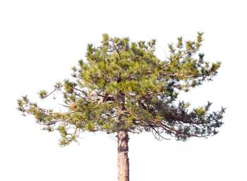 Young pine tree isolated on white background