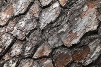 Pine tree bark close-up, background photo texture