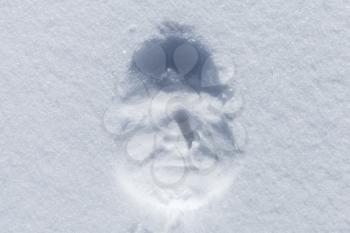 Face print in fresh white snow, top view