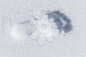 Human bare foot imprint in fresh white snow, top view