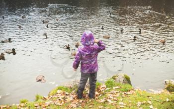 Little girl feeds ducks from a lake coast in autumn park, rear view