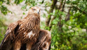 Close-up photo of golden eagle Aquila Chrysaetos. It is one of the best-known birds of prey