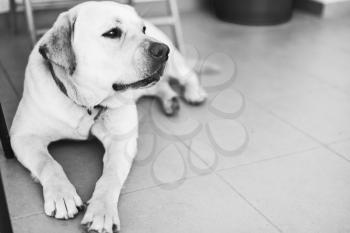 Black and white photo of white Labrador Retriever laying on tiling floor
