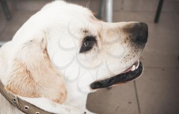 Close-up profile portrait of Labrador Retriever dog