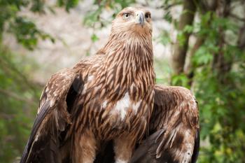Golden eagle Aquila Chrysaetos, close-up. It is one of the best-known birds of prey