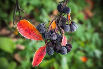 Aronia bush branches with black berries or chokeberries. It cultivated as ornamental plants and as food products