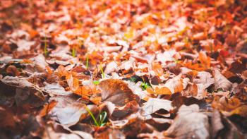 Fallen red leaves lay over ground in park. Natural autumn background photo