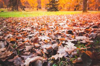 Fallen red oak tree leaves lay over lawn in park. Natural autumn background photo