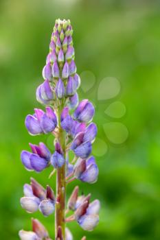 Colorful lupine flower on blurred green meadow background. Macro photo with selective soft focus