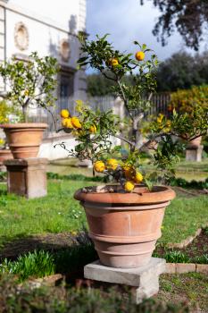Potted small lemon trees are in public park of Rome, Italy