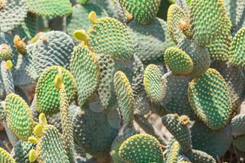Prickly Pear Cactus at sunny summer day, natural close up background photo